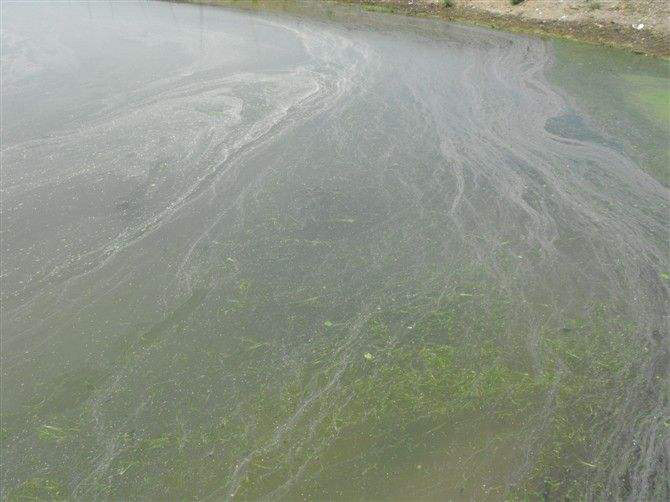 池塘消泡劑應用場景 池塘消泡劑應用場景