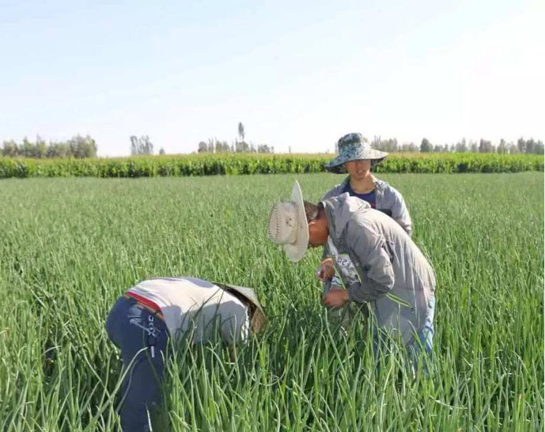 殺蟲劑消泡劑應用圖 殺蟲劑消泡劑應用圖